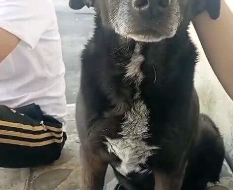 Cagnolina cerca famiglia. bella