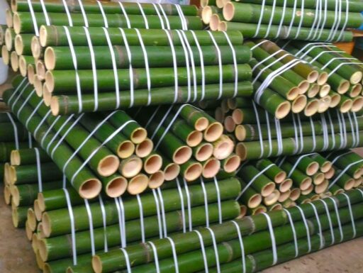 Canne di bambù bambu bamboo