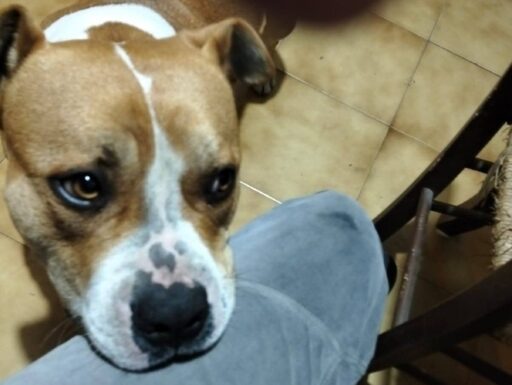 Cagnolino cerca adozione urgente