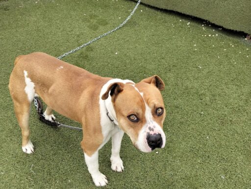 Cagnolino cerca adozione urgente