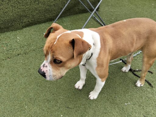 Cagnolino cerca adozione urgente
