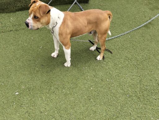 Cagnolino cerca adozione urgente