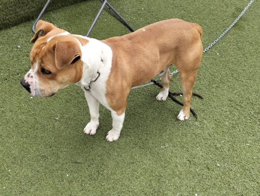 Cagnolino cerca adozione urgente