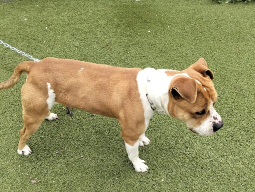 Cagnolino cerca adozione urgente