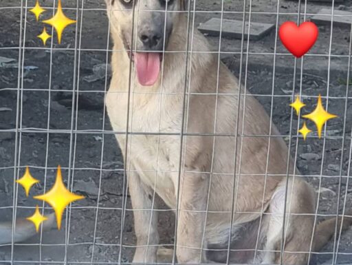 Cuccioli in adozione
