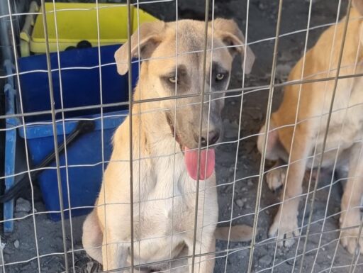 Cuccioli in adozione