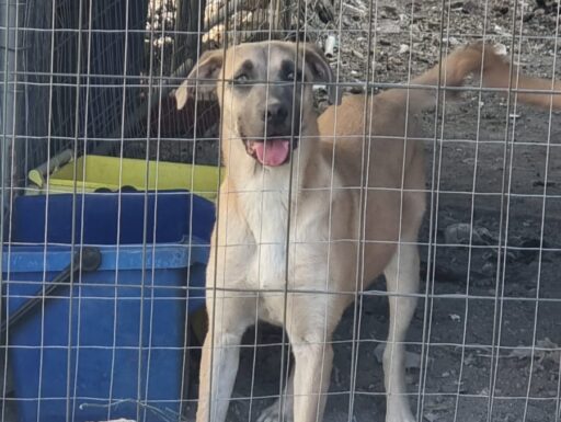 Cuccioli in adozione