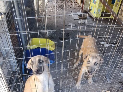 Cuccioli in adozione