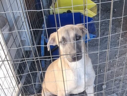 Cuccioli in adozione